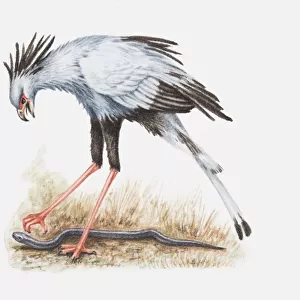 Illustration of a Secretary bird (Sagittarius serpentarius) attacking a snake