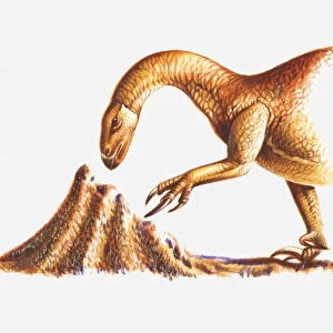 Illustration of a Segnosaurus attacking a termite nest, Cretaceous period