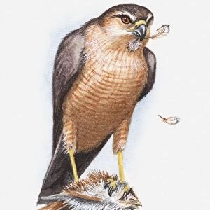 Illustration of a Sharp-shinned hawk (Accipiter striatus) feeding on a small bird