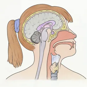 Illustration showing connection of thyroid gland and pituitary gland to brain of pre-adolescent girl