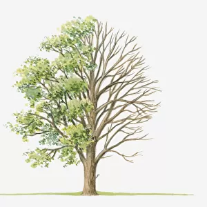Illustration showing shape of Ulmus glabra (Wych Elm) tree with green summer foliage and bare winter branches