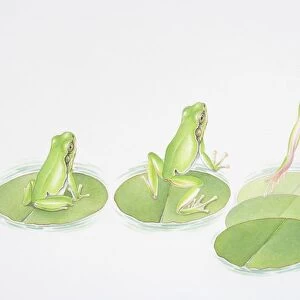 Illustration showing stages of a frog leaping from lily pad