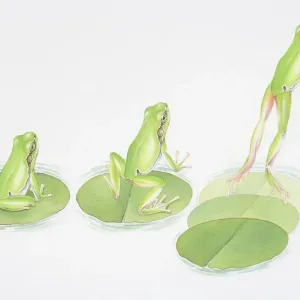 Frog Leaping from Lily Pad Print Frog Leaping from Lily Pad Print