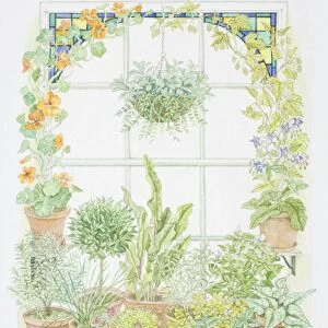 Illustration showing a window herb garden