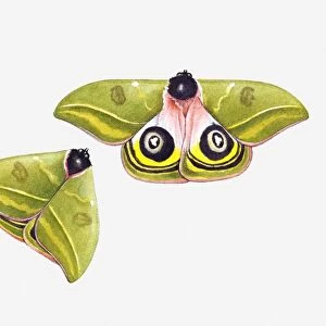 Illustration of silk moth with spread wings showing imitation eyes, and closed wings