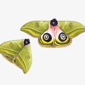 Illustration of silk moth with spread wings showing imitation eyes, and closed wings Illustration of silk moth with spread wings showing imitation eyes, and closed wings