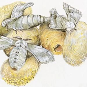 Illustration of Silkworm (Bombyx mori) pupa hatching from raw silk cocoon