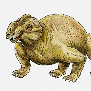 Illustration of a Sinokannemeyeria, a type of therapsid dinosaur
