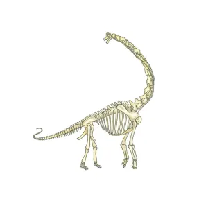 Brachiosaurus Skeleton Print