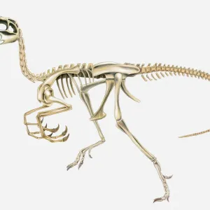 Illustration of the skeleton of an Oviraptor dinosaur, side view