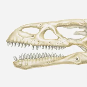 Illustration of the skull of a Massospondylus dinosaur, Jurassic period