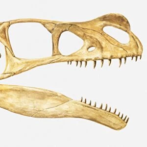 Illustration of the skull of an Ornitholestes, a theropod dinosaur from the Jurassic period
