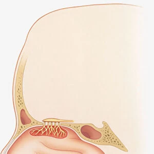 Illustration of smell sensors, nasal epithelium, olfactory bulb, turbinate, bones, frontal sinus and sphenoid sinus in nasal cavity