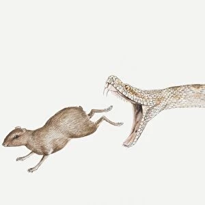 Illustration of a snake chasing a rodent, side view