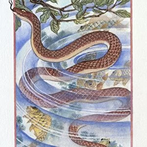 Illustration of Snake in the Fish Pond, representing Chinese Year Of The Snake