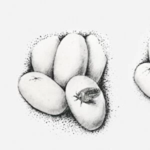 Illustration of snakes hatching from eggs, multiple image