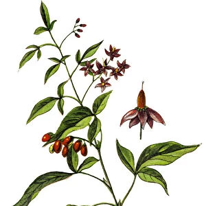 Illustration of a Solanum dulcamara, also known as bittersweet, bittersweet nightshade