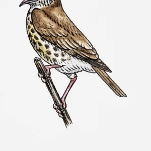 Illustration of Song Thrush (Turdus philomelos) singing on twig