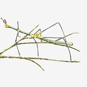 Illustration of South American Grasshopper resembling a stick insect on stem
