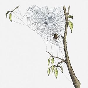 Illustration of spider moving toward fly trapped in web attached to branch