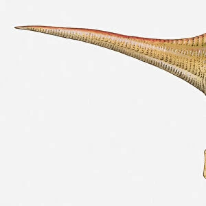 Illustration of a Spinosaurus, Cretaceous period