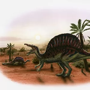 Illustration of two Spinosaurus dinosaurs in prehistoric landscape