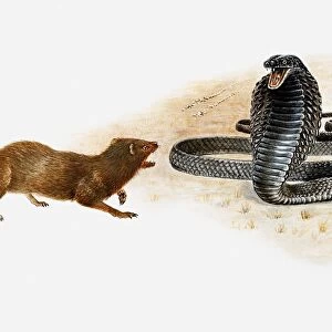 Illustration of a Spitting cobra (Naja sp. ) squirting jets of poison towards a small mammal