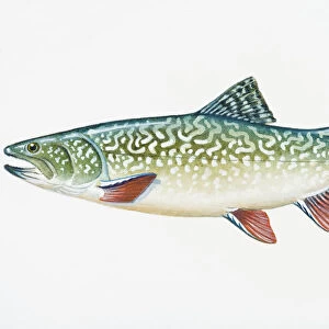 Illustration of Splake (Salvelinus namaycush X Salvelinus fontinalis), hybrid fish resulting from cross between female lake trout and male brook trout