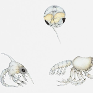 Illustration of stages in the life cycle of a crab, showing egg, zoea, and megalopa