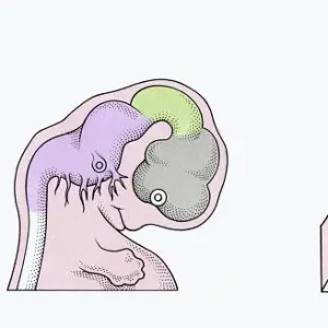 Illustration of three stages of Neurogenesis responsible for populating growth of brain in human embryo