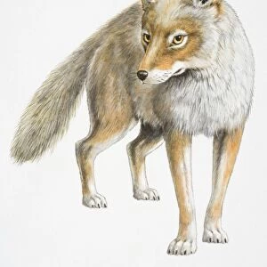 Illustration, standing Coyote (Canis latrans), front view