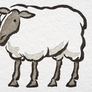 Illustration, standing Sheep, side view