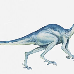 Illustration of a Stenonychosaurus, late Cretaceous period