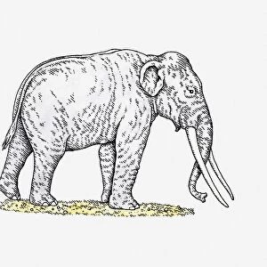 Illustration of Straight-tusked Elephant (Palaeoloxodon antiquus) from Pleistocene epoch