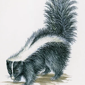 Illustration of Striped Skunk (Mephitis mephitis) with black body and white stripe along each side