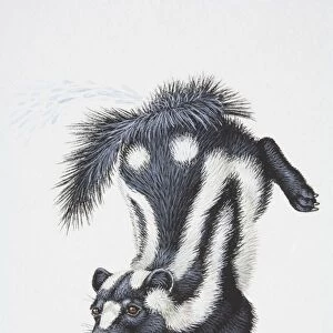 Illustration, Striped Skunk (Mephitis mephitis) standing on forelegs with its hind legs thrown up in the air, side view