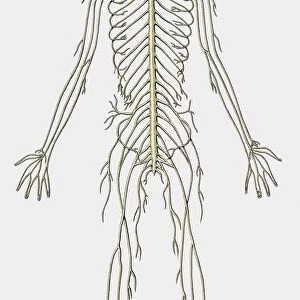 Illustration of structure of human nervous system