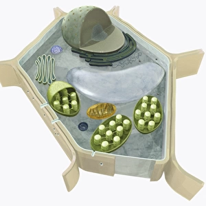 Illustration of the structure of a plant cell, including nucleus, nucleolus, ribosome, endoplasmatic