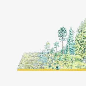 Illustration of successive development of flora in a temperate forest region, from mosses, weeds and grasses to a fully grown oakwood over the course of 200 years