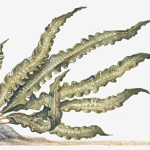 Illustration of Sweet Wrack (Laminaria saccharina) seaweed attached to rock underwater