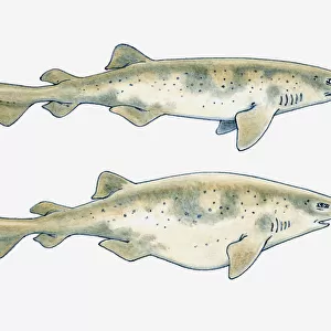 Illustration of a Swell shark (Cephaloscyllium ventriosum) showing normal body shape and with inflated stomach, to enlarge its size for protection
