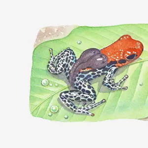 Illustration of a tadpole-carrying poison dart frog (Dendrobatidae)