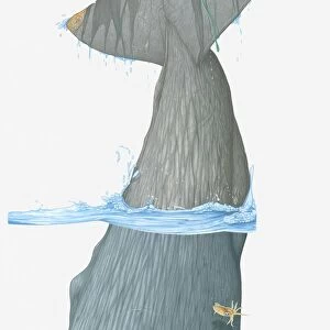 Illustration of tail fin of Sperm Whale (Physeter macrocephalus) as it dives in water