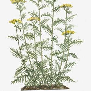 Illustration of Tanacetum vulgare (Common Tansy) bearing yellow button-like flowers on tall stems with pinnately lobed green leaves below