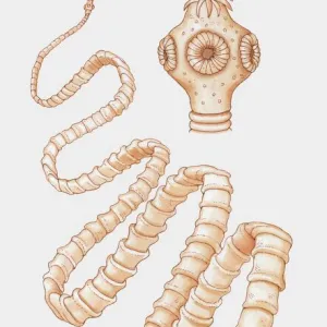 Illustration of tapeworm