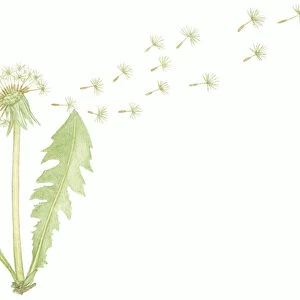 Illustration of Taraxacum officinale (Common Dandelion), seed dispersal from dry flower head after pollination