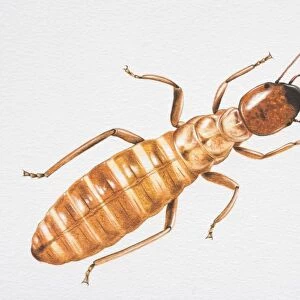 Illustration, Termite (Isoptera), view from above