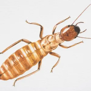 Termite Print, View from Above
