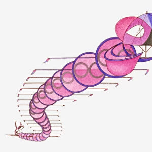 Illustration of Thai snake kite