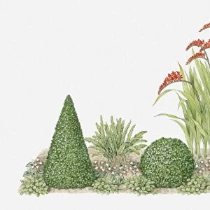 Illustration of topiary in domestic garden